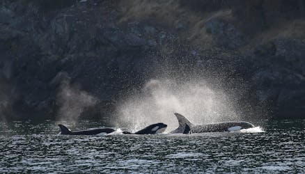 Tour de observación de ballenas al atardecer de lujo